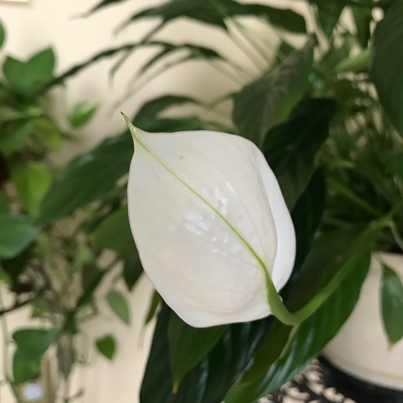 Meet your Posher, Lisa - Picture 5 of 5